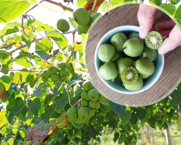 Kiwi drzewo obfituje w małe, zielone owoce. W miseczce widać zebrane kiwi, jedno przekrojone ukazuje czerwone nasionka.