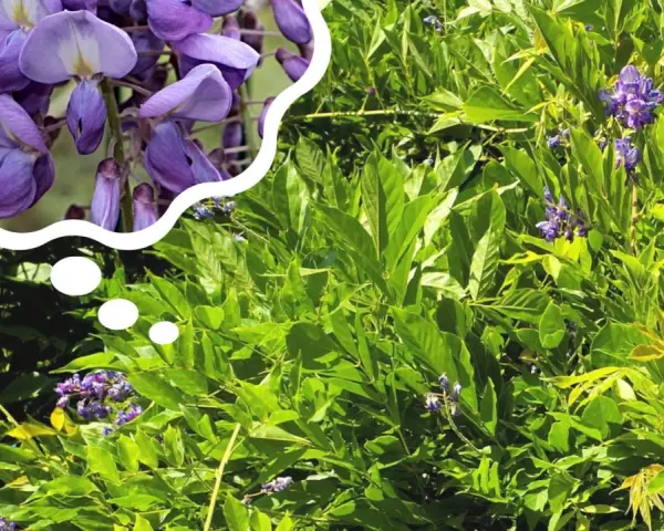 Piękne, fioletowe kwiaty wisterii w chmurce myśli, przypominają o tym, kiedy kwitnie wisteria.