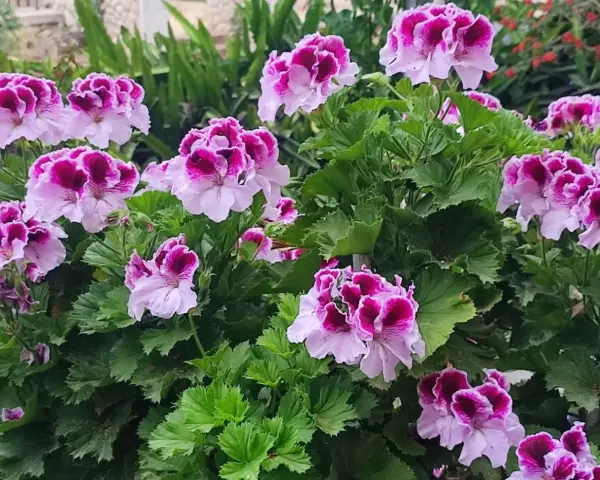 Kwitnące pelargonie, które wyglądają jakby były odżywione domowym nawozem.