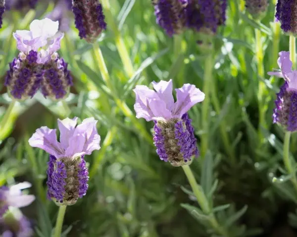 Lawenda francuska na pniu, z fioletowymi kwiatostanami i delikatnymi, jasnofioletowymi płatkami.
