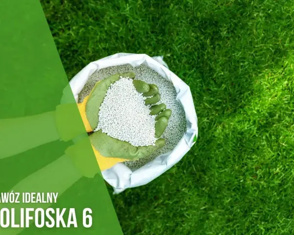Ręce w rękawiczkach trzymają nawóz Polifoska 6. Idealny do pielęgnacji trawnika, zapewni mu bujny wzrost.