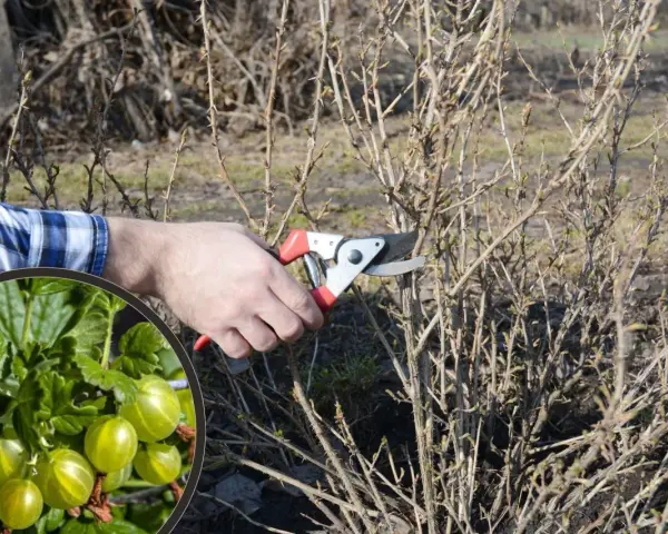 Wczesnowiosenne przycinanie agrestu. Dłoń z sekatorem usuwa suche gałązki, by zapewnić obfite plony zielonych owoców.
