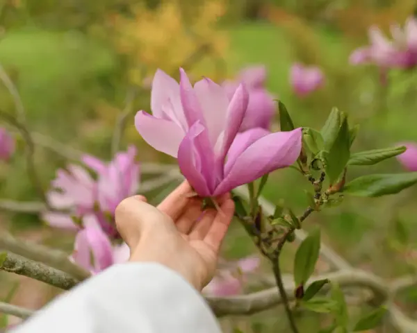 Delikatna dłoń dotyka różowej magnolii. Wiosna to idealny czas, kiedy sadzić magnolie, by cieszyć się ich pięknem.