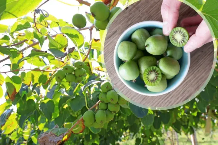 Kiwi drzewo obfituje w małe, zielone owoce. W miseczce widać zebrane kiwi, jedno przekrojone ukazuje czerwone nasionka.