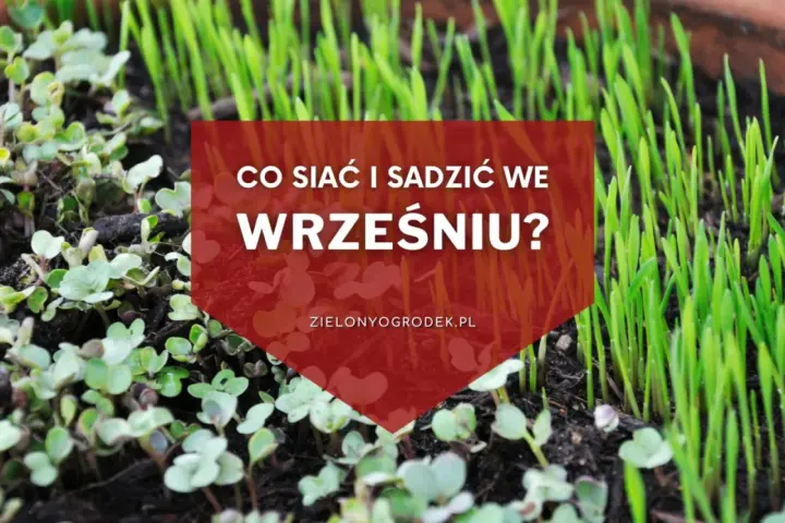 Młode kiełki i trawa na ziemi. Napis: "Co siać i sadzić we wrześniu?". Idealny czas na jesienne plony.