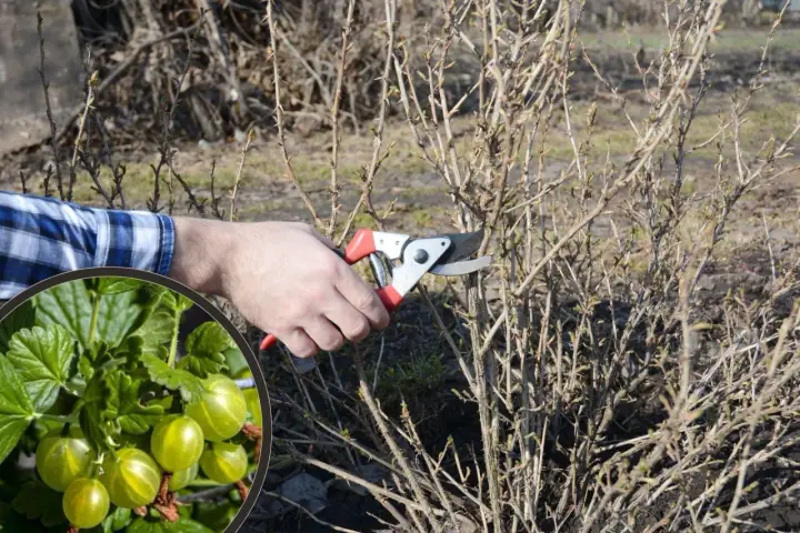 Wczesnowiosenne przycinanie agrestu. Dłoń z sekatorem usuwa suche gałązki, by zapewnić obfite plony zielonych owoców.