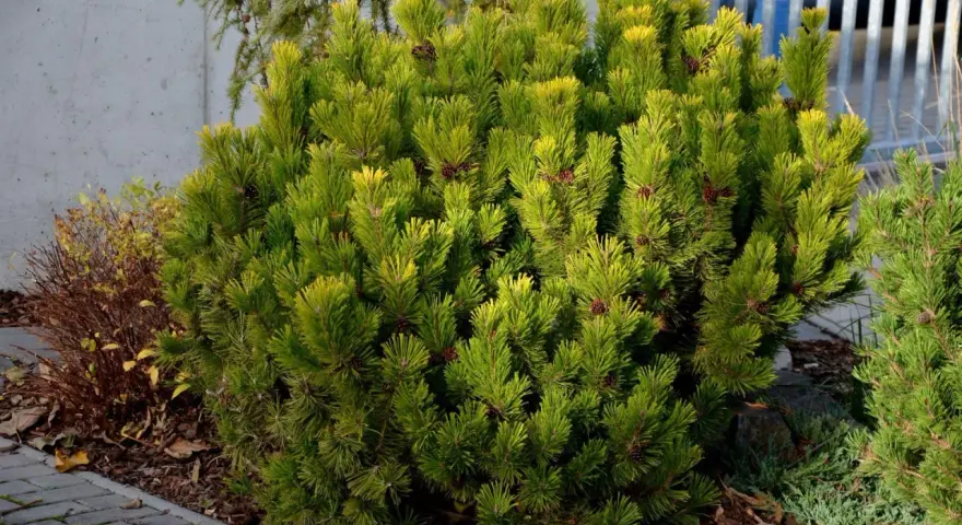 Gęsty krzew sosny odmiany Pinus mugo 'Mops' z licznymi szyszkami, otoczony korą i kamieniami.