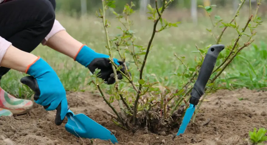Ręce w niebieskich rękawiczkach wykonują przesadzanie róż. Jedna ręka trzyma łopatkę, druga delikatnie przytrzymuje krzew.
