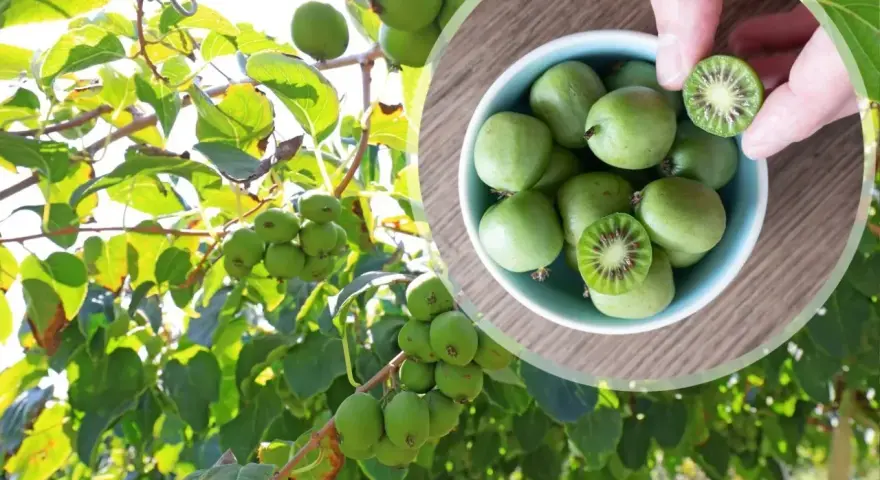 Kiwi drzewo obfituje w małe, zielone owoce. W miseczce widać zebrane kiwi, jedno przekrojone ukazuje czerwone nasionka.