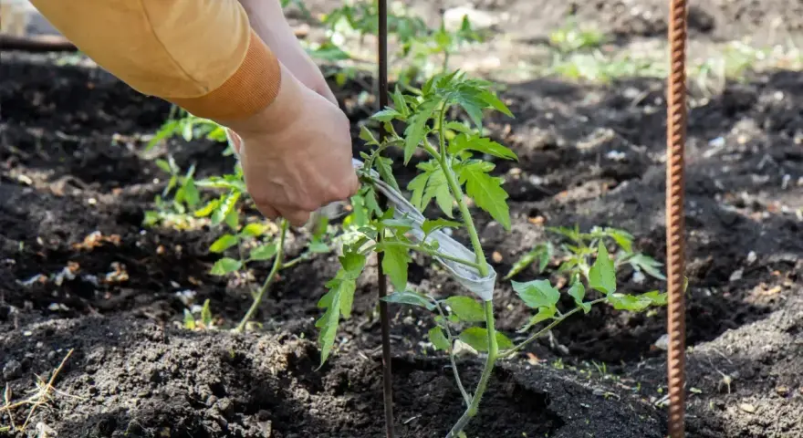 Ręce podwiązują młody pomidor do palika w gruncie. Pokazano, jak podwiązać pomidory w gruncie, aby rosły prosto.