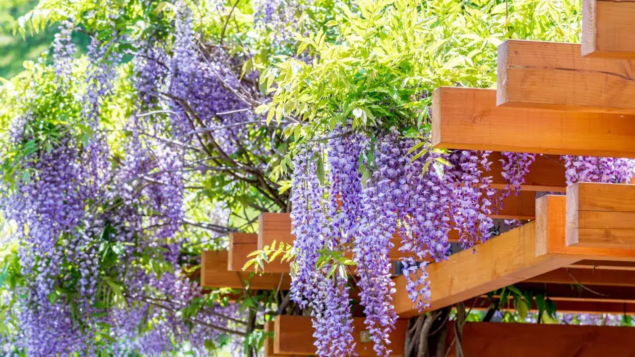 Kiedy kwitnie wisteria, jej fioletowe kaskady zwisają z drewnianej pergoli, tworząc magiczny widok.