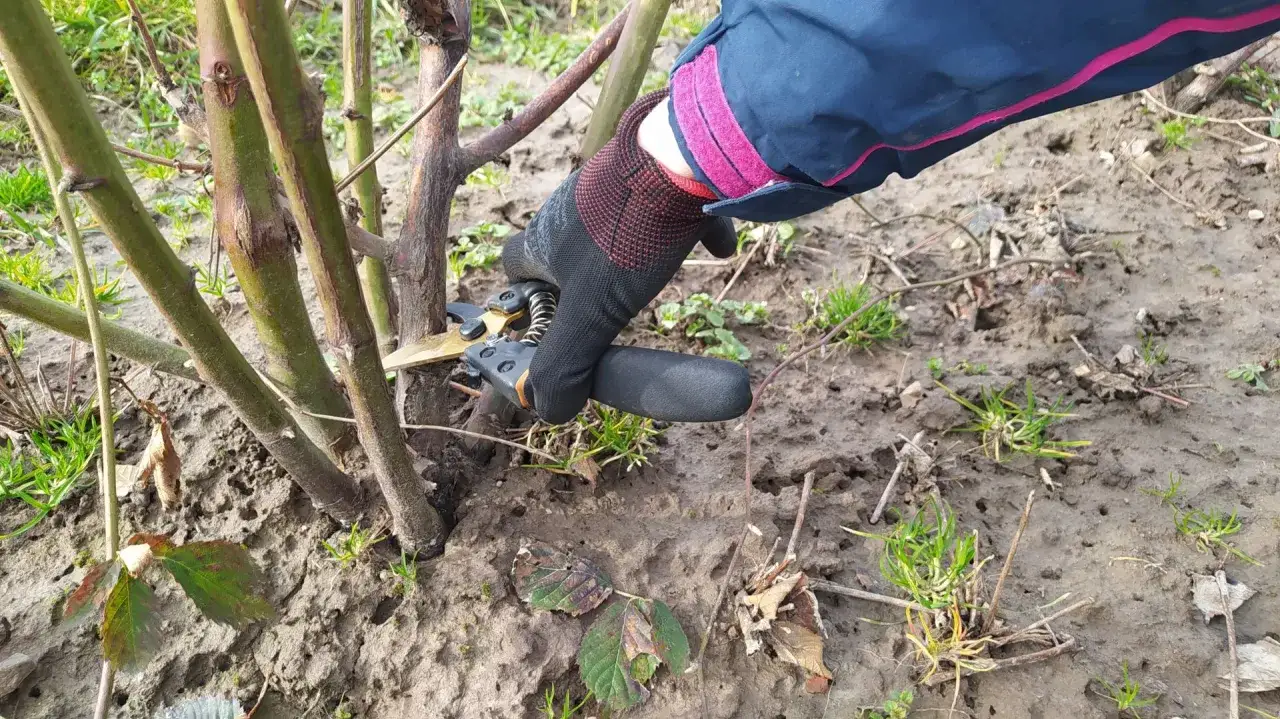 Ręka w rękawicy przycina pędy jeżyny jesienią. Widać błoto i resztki liści.