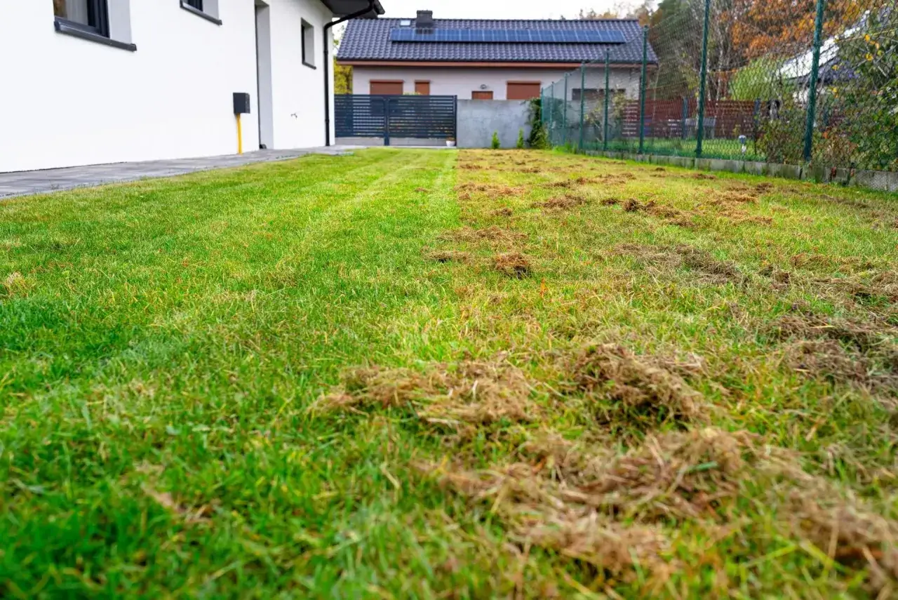 Trawnik po wertykulacji, przygotowany pod nawożenie mączką bazaltową. Widać wyraźną różnicę między zdrową trawą a miejscami, gdzie usunięto filc.