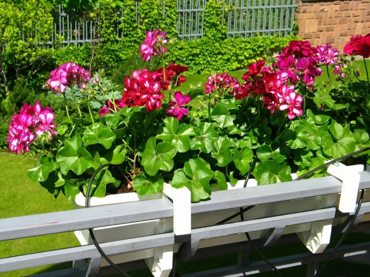 Kwiaty pelargonii w skrzynce, które wyglądają jakby były odżywione domowym nawozem do pelargonii.