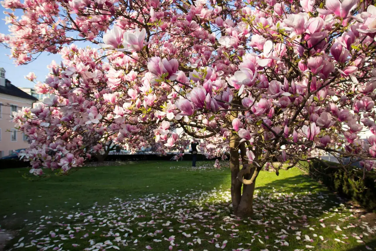 Kwiaty magnolii przed domem tworzą różowo-białą chmurę. Płatki opadły na zieloną trawę, tworząc dywan.