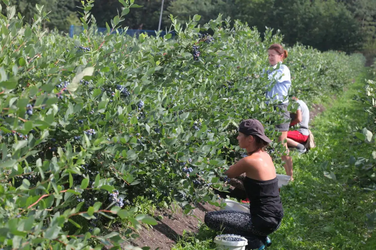 Osoby zbierają borówki amerykańskie na plantacji. Widać krzewy pełne owoców i ludzi pochylonych nad nimi.