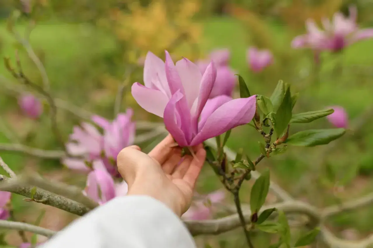 Delikatna dłoń dotyka różowej magnolii. Idealny czas, kiedy sadzić magnolie, to wiosna lub jesień, by cieszyć się ich pięknem.