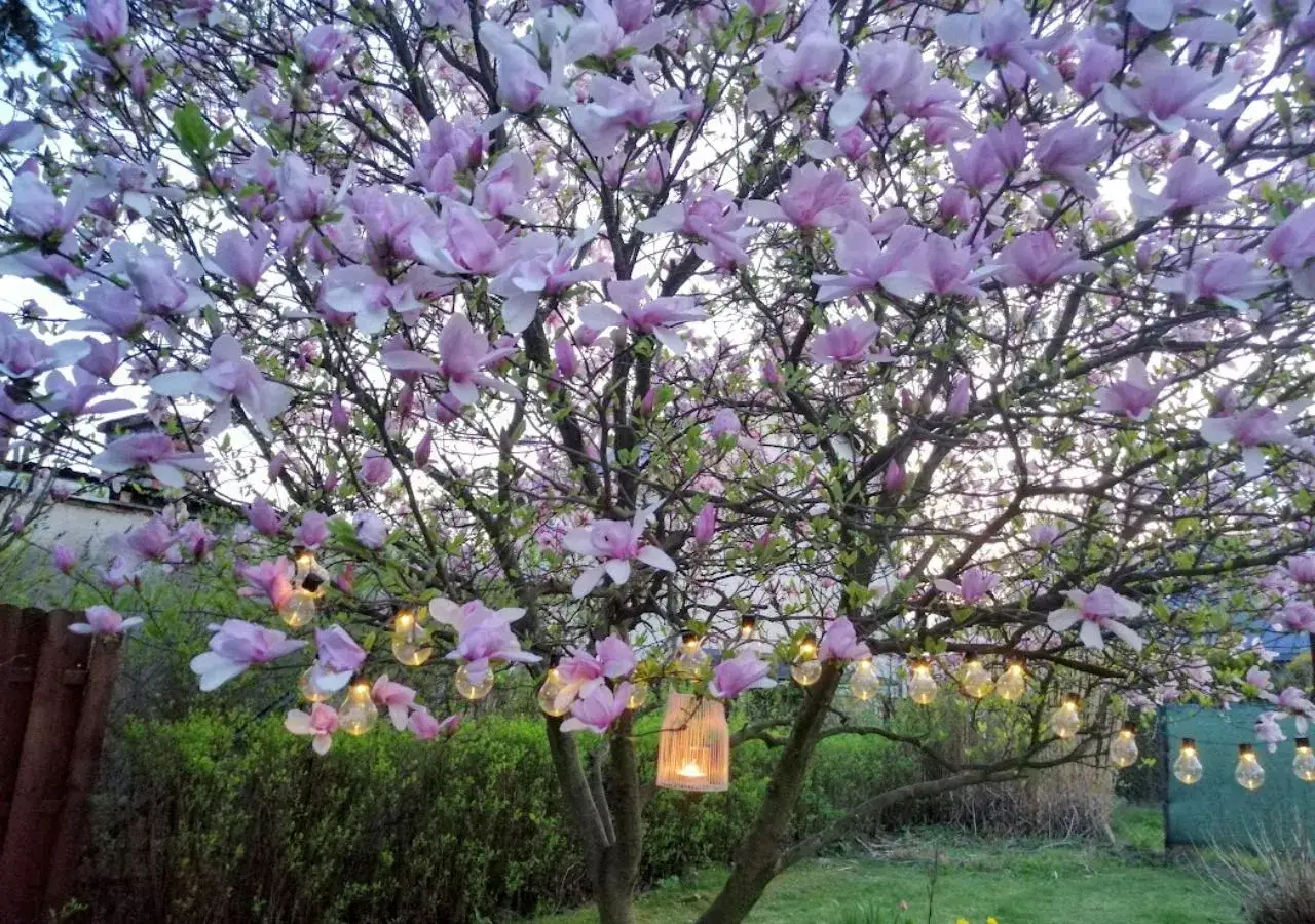 Kwiat magnolii w pełni rozkwitu, ozdobiony girlandą żarówek i lampionem, tworzy magiczną atmosferę w ogrodzie.